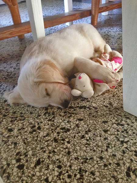 Abby_mit_einem-Kuscheltier