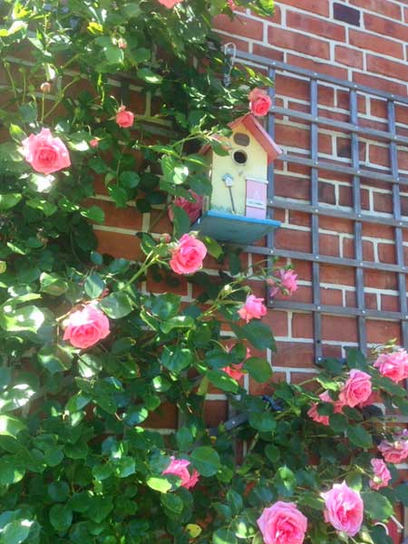 Rosen_in-Schneverdingen_450x600